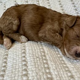 Luna - Red  female Goldendoodle puppy in Sallisaw, Oklahoma from Huddle Puppies
