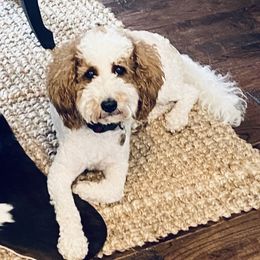 Betsy - Goldendoodle