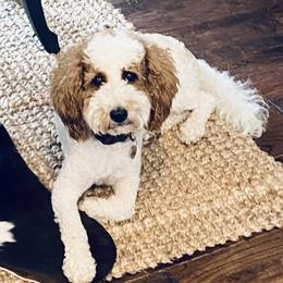 Betsy - Goldendoodle