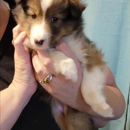 Lucy - Sable merle and white female Shetland Sheepdog puppy in Altha, Florida from Hill Top Shelties