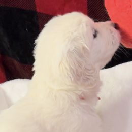 Red collar boy - Chase - Golden Retriever puppy from Farley Goldens