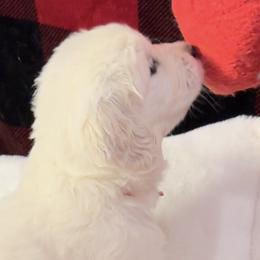 Red collar boy - Chase - Golden Retriever puppy from Farley Goldens