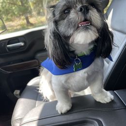 Luigi - Shih Tzu