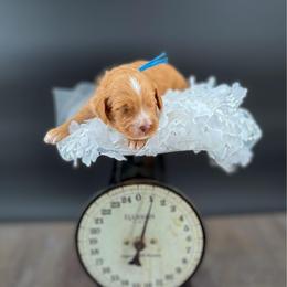 Rusty - Red male Australian Labradoodle puppy in Taylor, Michigan from Mi Best Doodle Ever, LLC