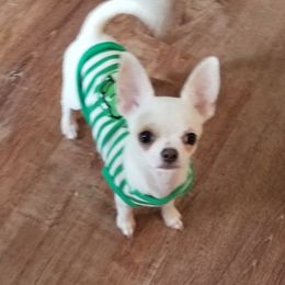 Chihuahua Puppies from Lucky Star Chihuahuas