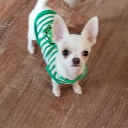 Chihuahua Puppies from Lucky Star Chihuahuas