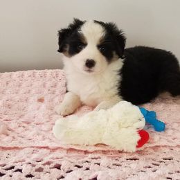 Miniature American Shepherd Puppies from Dynasty Minis - Georgia