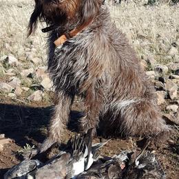 Wirehaired Pointing Griffon puppies from Agassiz Wirehaired Pointing Griffons