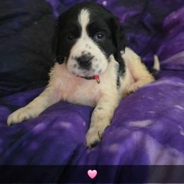 Leeloo - Black and white female English Springer Spaniel puppy in Arlington, Texas from Obsidian Rose