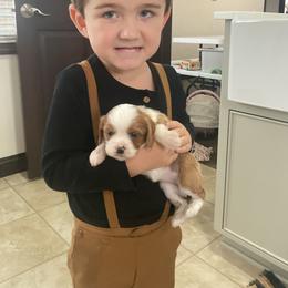 Bernedoodle, Cavapoo, and Pomsky Puppies from Cuddle Paws