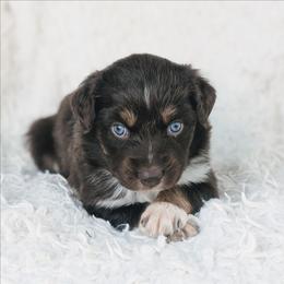 Girl 1 - Red tri-color female Australian Shepherd puppy in Yakima, Washington from Naches Heights Ranch