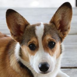 Pembroke Welsh Corgis from Corgi Connection of Central Texas