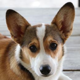 Pembroke Welsh Corgis from Corgi Connection of Central Texas