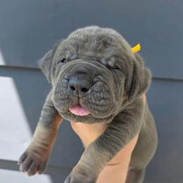 BOBBY Blue tan point - Blue male Great Dane puppy in Port Clinton, Ohio from LakeSide Danes