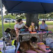 Leonberger Puppies from Magnolia Leos