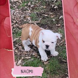 Naomi - Fawn and white female Bulldog puppy in Missoula, Montana from Dazzle's Bulldogs