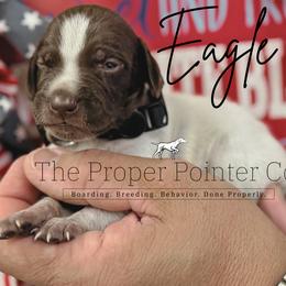 Eagle - male German Shorthaired Pointer puppy in Six Mile, South Carolina from The Proper Pointer Co.