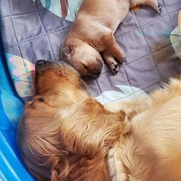 Golden Retriever Puppies from Bliss Creek Goldens