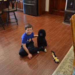 Poodle Puppies from D and D Standard Poodles