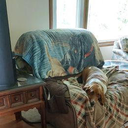 "Gargamel and Cinnamon " Basset Hound Puppies from Out Law Hounds Den