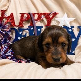 Purple collar female - Red female Dachshund puppy in Pleasant Plains, Arkansas from JGBs Dachshunds