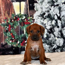Girl 3 - Red wheaten female Rhodesian Ridgeback puppy in Bronson, Florida from Chioke Rhodesians
