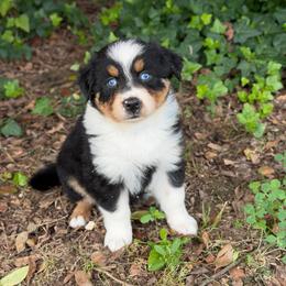 Sophie-Has A Tail - Black tri-color female Australian Shepherd puppy in Troy, South Carolina from Lana Corley- Australian Shepherds of 3/W Farms