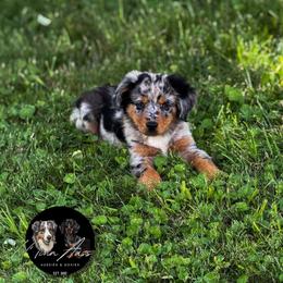 Blue Merle female - Blue merle female Australian Shepherd puppy in Tyner, Kentucky from Lil’ Town Aussies