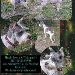 Schnoodle puppies from Kaleidoscope Kennels