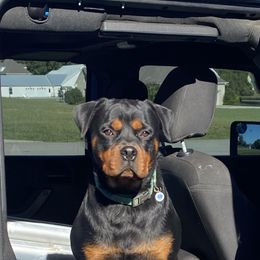 Rottweiler All Grown Up from Muletown Rotties