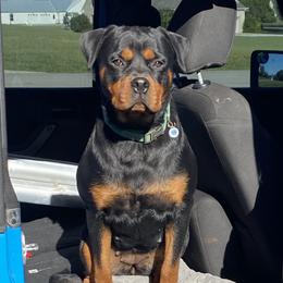 Rottweiler All Grown Up from Muletown Rotties