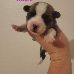 Rizzo - Sable female Pembroke Welsh Corgi puppy in Montague, California from Shasta Valley Pembrokes