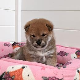 Shiba Inu Puppies from Jogoso Shibas