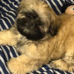 Shih Tzu Puppies from Shih-tzu Dynasty