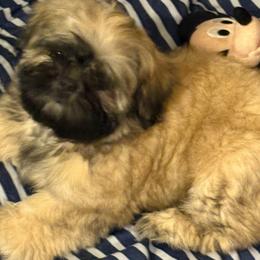 Shih Tzu Puppies from Shih-tzu Dynasty