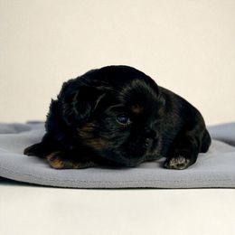 AKC-Rocky - Black male Shih Tzu puppy in Mooresville, North Carolina from Juji Shih Tzu