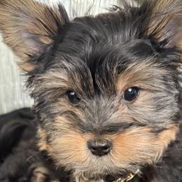 Yorkshire Terriers from Lavish Yorkies