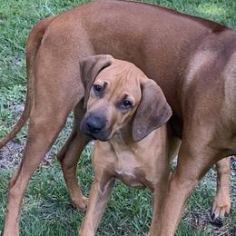 Rhodesian Ridgebacks from Amber Trace Rhodesian Ridgebacks