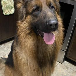 German Shepherds from Jewels German Shepherd