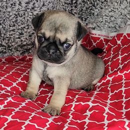 Pug Puppies from Pugs and Kisses from Kansas