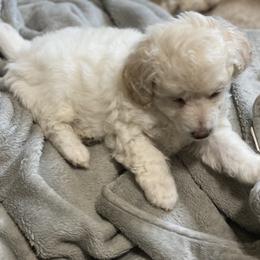 Poodle Puppies from Diaz Poodles