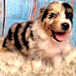 Australian Shepherd Puppies from Winsome Aussies