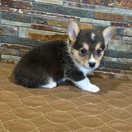 Boy1 - Black and tan male American Corgi puppy in Visalia, California from VIP Stables