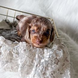 Archie - Dapple male Dachshund puppy in New Albany, Mississippi from Double A. Doxies