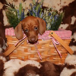 Dachshund Puppies from The Mini Weenies