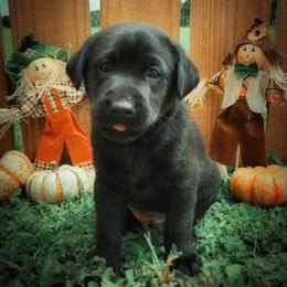 Labrador Retriever Puppies from Harrison's Lakeside Labradors