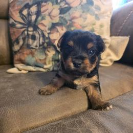 Gracie (Turquoise) - Black and tan female Yorkshire Terrier puppy in Fayetteville, Tennessee from Mina's Yorkies