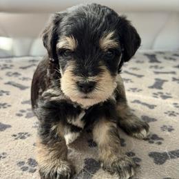 2 DJ - Black and tan male Schnoodle puppy in Saint Augustine, Florida from Gunnie Luv, LLC