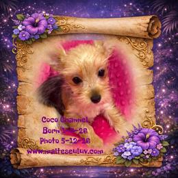 Coco Channel - Black and tan female Yorkshire Terrier puppy in Silverhill, Alabama from Malteseuluv’s Tiny Treasurers