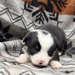 Buck - Black and tan male Pembroke Welsh Corgi puppy in Washington, Arkansas from Foxy Knoll Farm
